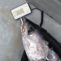 渡船屋たにぐち 釣果