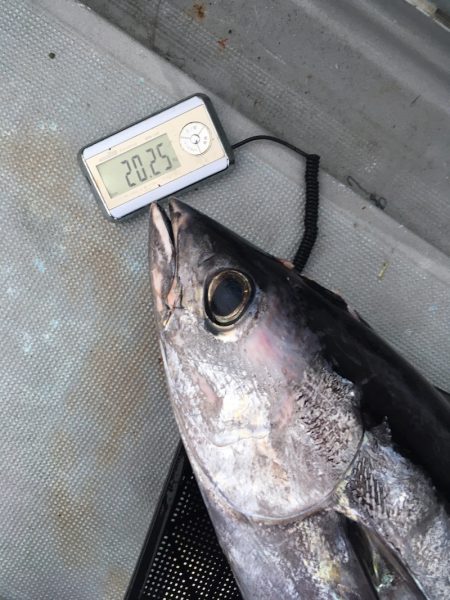 渡船屋たにぐち 釣果