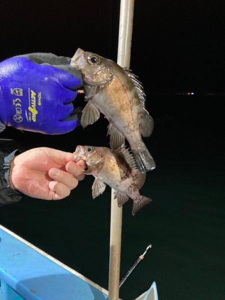 ヤザワ渡船 釣果