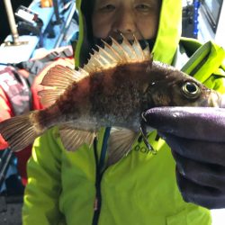 ヤザワ渡船 釣果