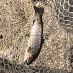 白州トラウトフィッシングエリア　シルフ 釣果