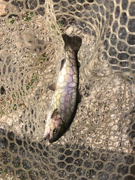 白州トラウトフィッシングエリア　シルフ 釣果