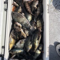 フィッシング キッタカ 釣果