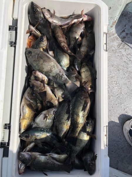 フィッシング キッタカ 釣果