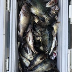 フィッシング キッタカ 釣果