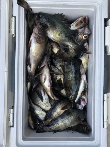 フィッシング キッタカ 釣果