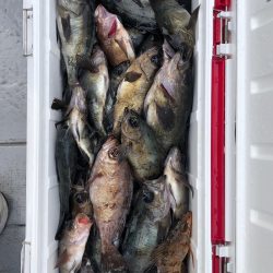 フィッシング キッタカ 釣果