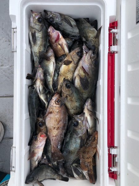 フィッシング キッタカ 釣果