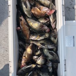 フィッシング　キッタカ 釣果