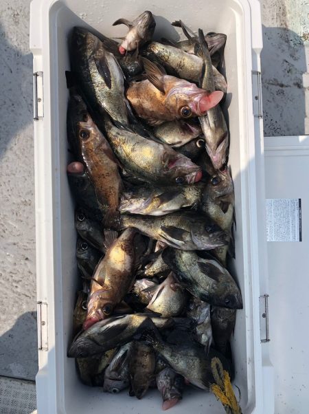 フィッシング　キッタカ 釣果