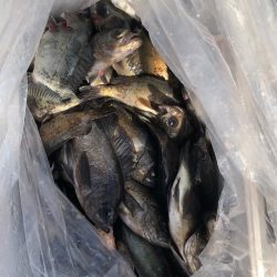 フィッシング キッタカ 釣果