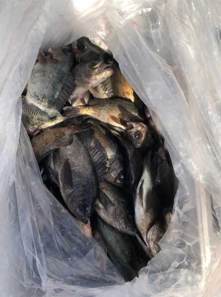 フィッシング キッタカ 釣果