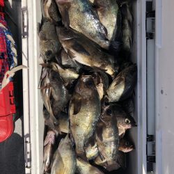 フィッシング　キッタカ 釣果