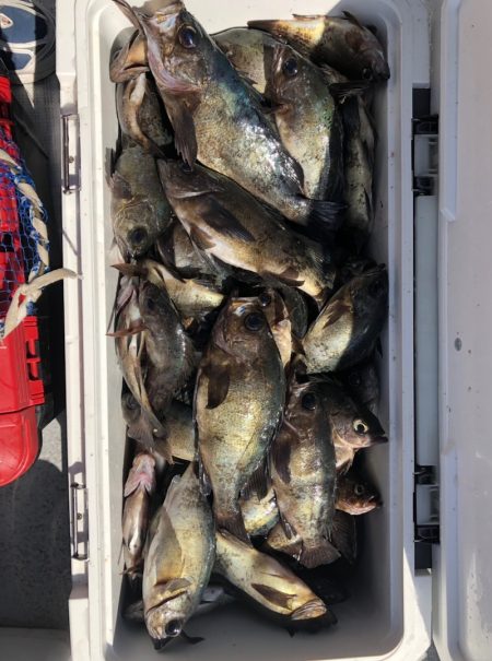 フィッシング　キッタカ 釣果