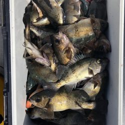 フィッシング　キッタカ 釣果