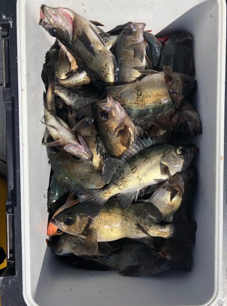 フィッシング　キッタカ 釣果