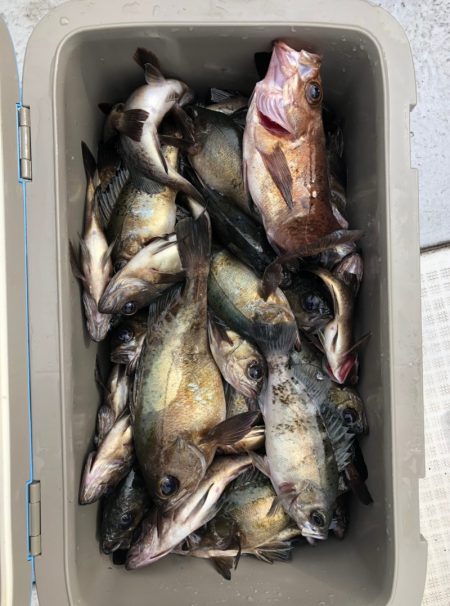 フィッシング キッタカ 釣果