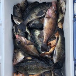 フィッシング　キッタカ 釣果