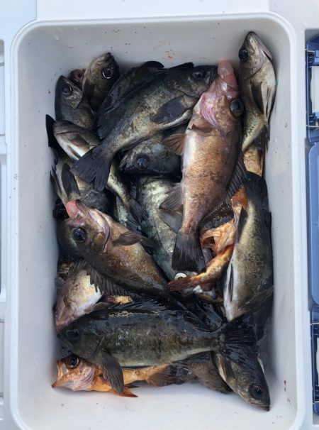 フィッシング　キッタカ 釣果