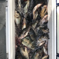 フィッシング キッタカ 釣果