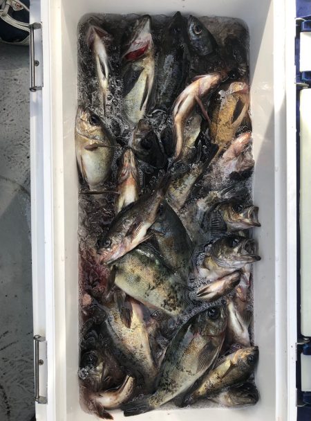 フィッシング キッタカ 釣果