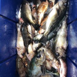 フィッシング　キッタカ 釣果