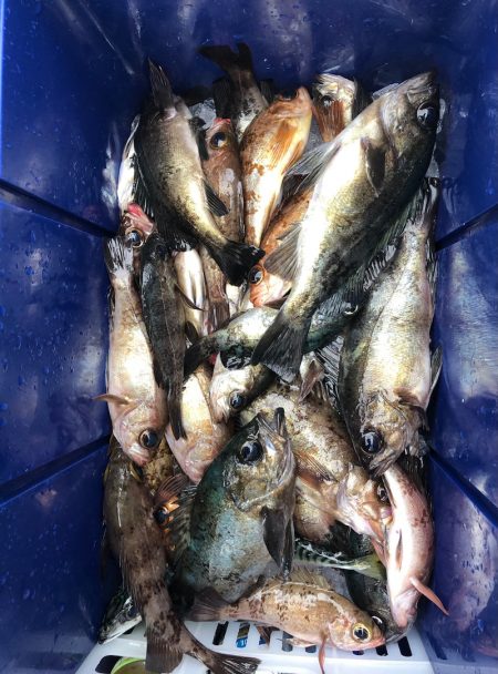 フィッシング　キッタカ 釣果