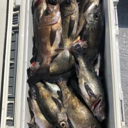 フィッシング キッタカ 釣果