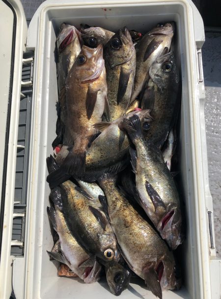 フィッシング キッタカ 釣果