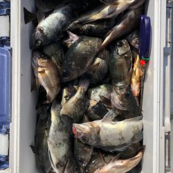 フィッシング キッタカ 釣果