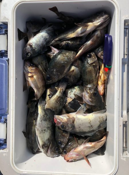 フィッシング キッタカ 釣果