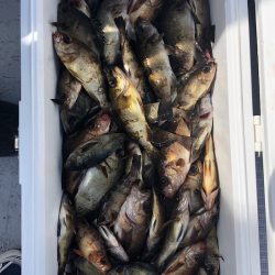 フィッシング キッタカ 釣果