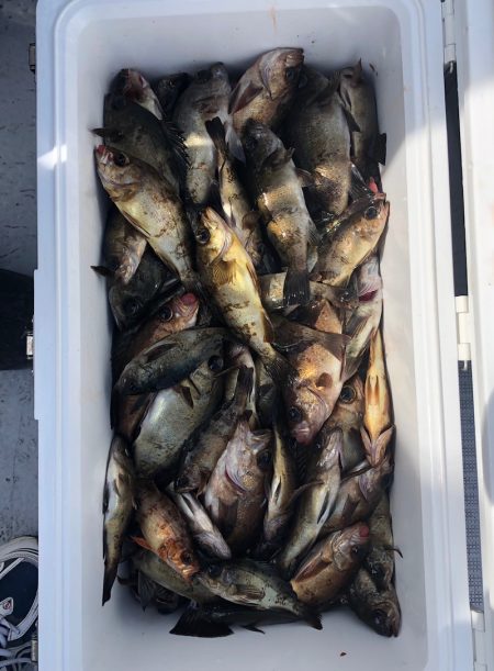 フィッシング キッタカ 釣果