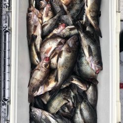 フィッシング　キッタカ 釣果