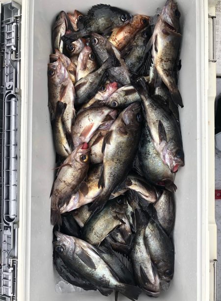 フィッシング　キッタカ 釣果