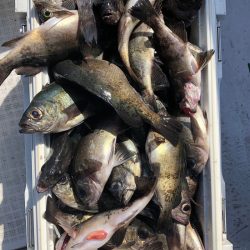 フィッシング　キッタカ 釣果