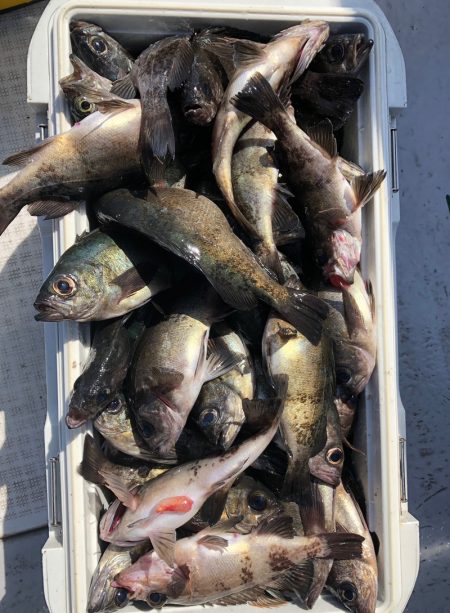 フィッシング　キッタカ 釣果