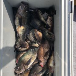 フィッシング　キッタカ 釣果