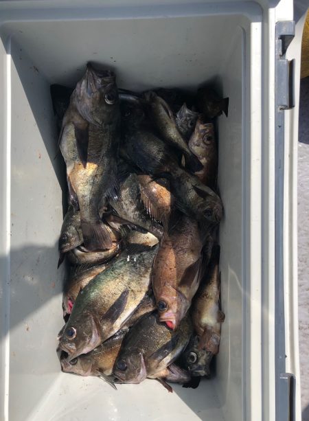 フィッシング　キッタカ 釣果