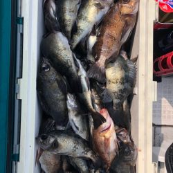 フィッシング　キッタカ 釣果