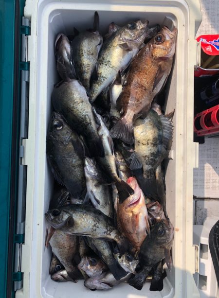 フィッシング　キッタカ 釣果