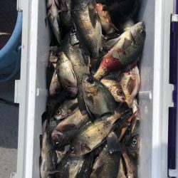 フィッシング キッタカ 釣果