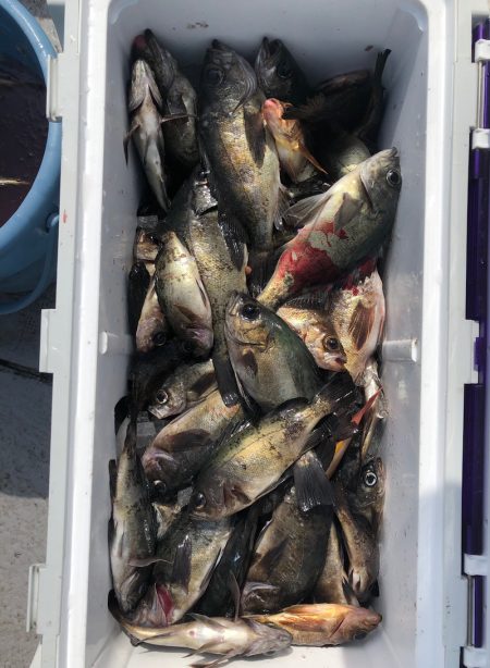 フィッシング キッタカ 釣果