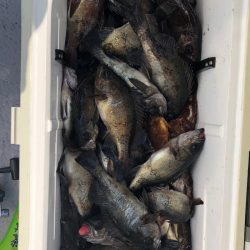 フィッシング キッタカ 釣果