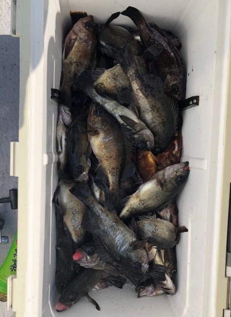 フィッシング キッタカ 釣果