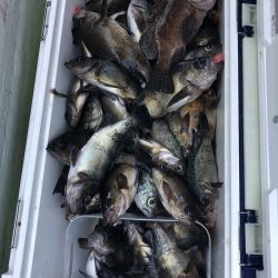 フィッシング キッタカ 釣果