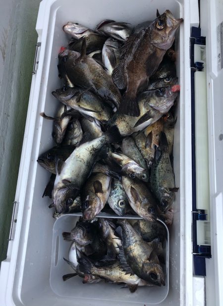 フィッシング キッタカ 釣果