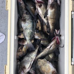 フィッシング　キッタカ 釣果