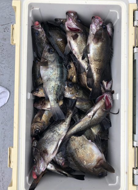 フィッシング　キッタカ 釣果