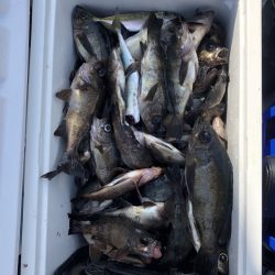 フィッシング キッタカ 釣果